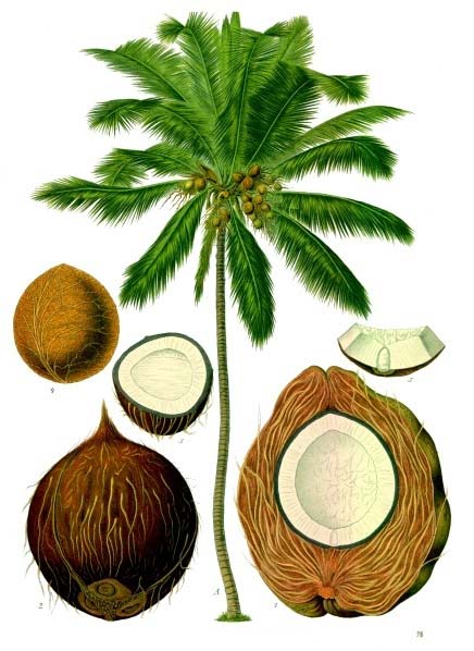 матрас из кокосового волокна